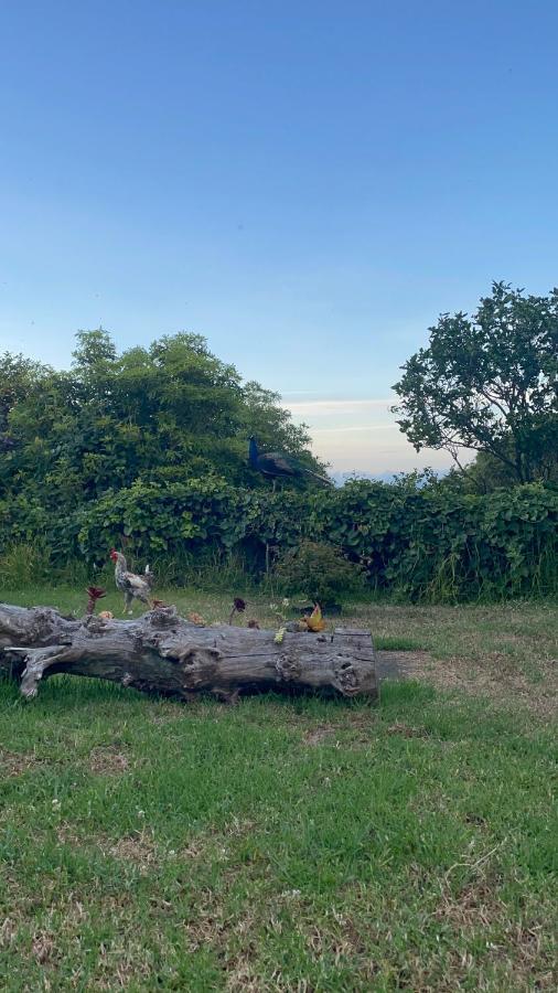 Quinta das Almas São Roque do Pico Exterior foto